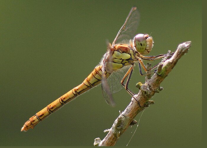  Dragonfly Greeting Card featuring the photograph Dragonfly at Rest by John Topman