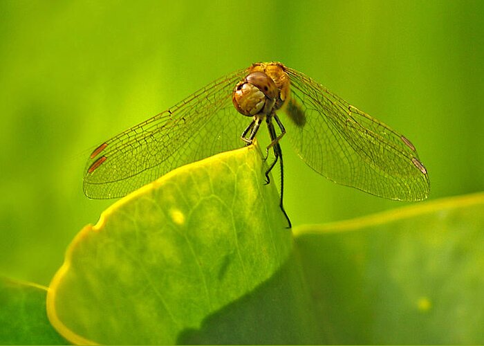Dragonfly Greeting Card featuring the photograph Dragonfly by Ian Flear
