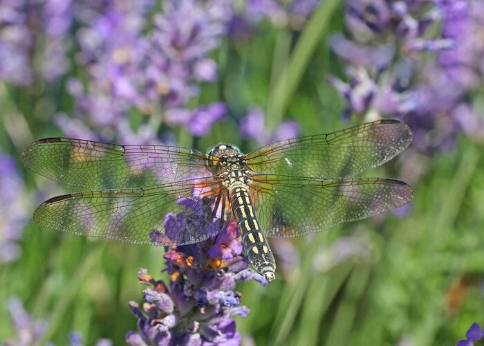 Dragonfly Greeting Card featuring the photograph Dragonfly in Lavender by Peggy Collins