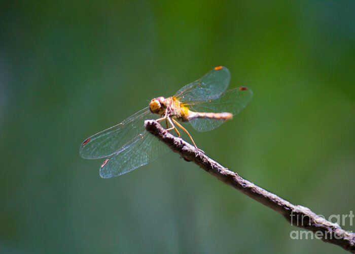 Dragonfly Greeting Card featuring the photograph Dragonfly in the Sun by CJ Benson