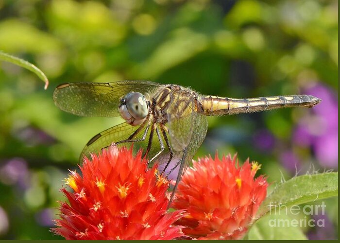 Dragonfly Greeting Card featuring the photograph Dragonfly On Red Flowers by Kathy Baccari