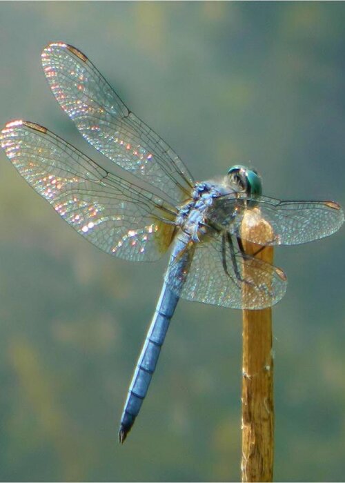 Lake Greeting Card featuring the photograph Dragonfly on Stick by Gallery Of Hope 