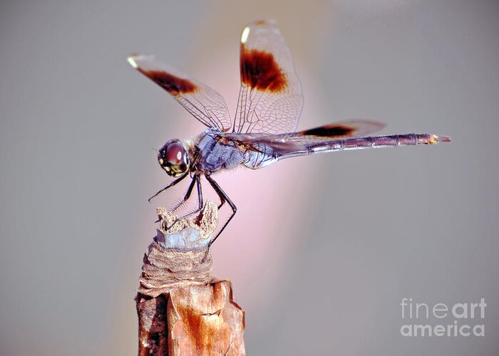 Dragonfly Greeting Card featuring the photograph Dragonfly by Savannah Gibbs