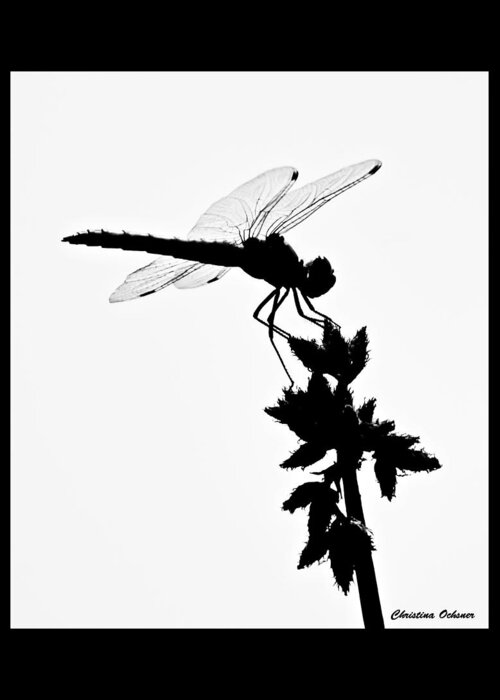 Dragonfly Silhouette Greeting Card featuring the photograph Dragonfly Silhouette by Christina Ochsner