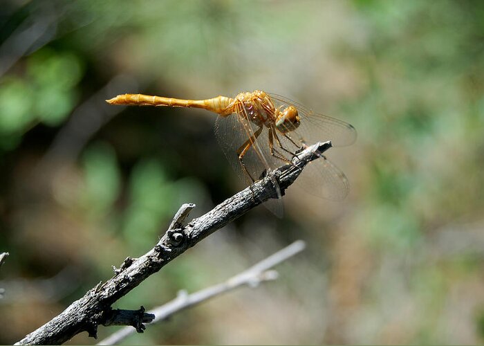 Dakota Greeting Card featuring the photograph Dragonfly Summer by Greni Graph