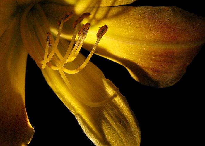 Macro Greeting Card featuring the photograph Dramatic Lily by Carolyn Jacob