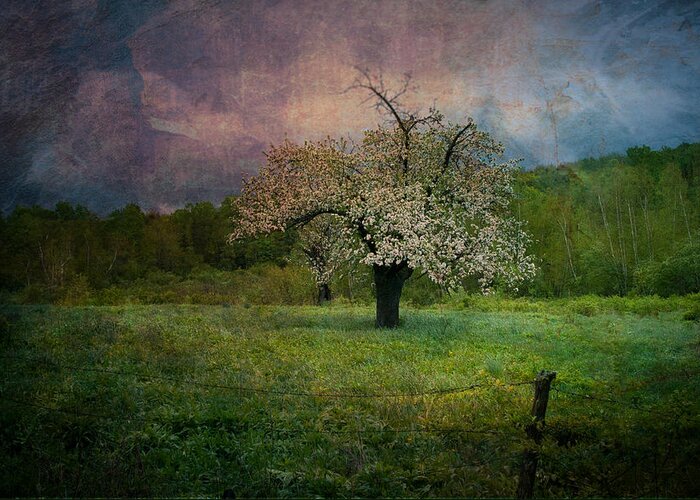 Image By Jeff Folger Greeting Card featuring the photograph Dream of Spring by Jeff Folger