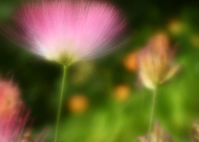 Mimosa Greeting Card featuring the photograph Dream Seeker by Michael Eingle