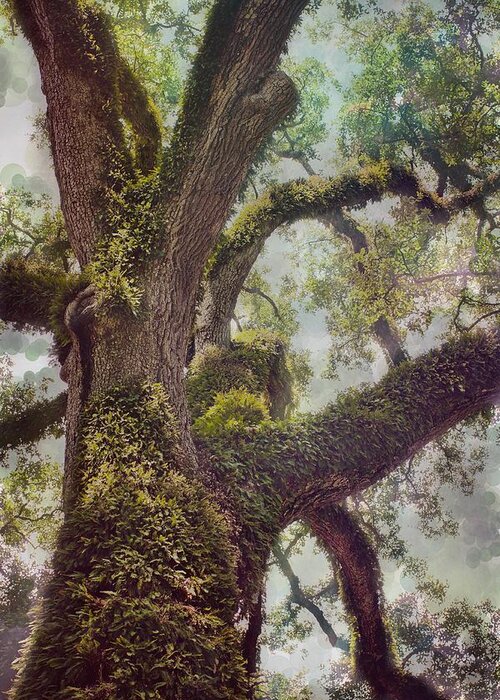 Oak Greeting Card featuring the photograph Dreamer's Oak by Maria Robinson