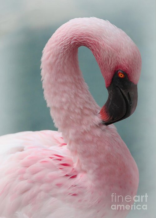 Flamingo Greeting Card featuring the photograph Dreamy Pink Flamingo by Carol Groenen