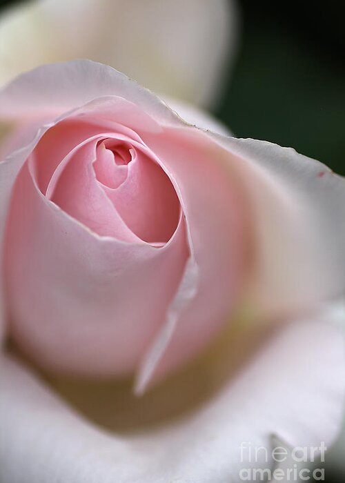 Floribunda Rose Greeting Card featuring the photograph Dreamy Rose by Joy Watson