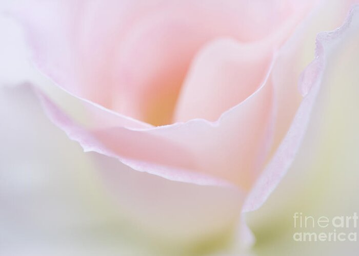 Rose Greeting Card featuring the photograph Dreamy Rose by Patty Colabuono
