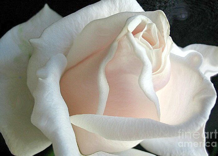 Rose Greeting Card featuring the photograph Dreamy White Rose by Vivian Martin