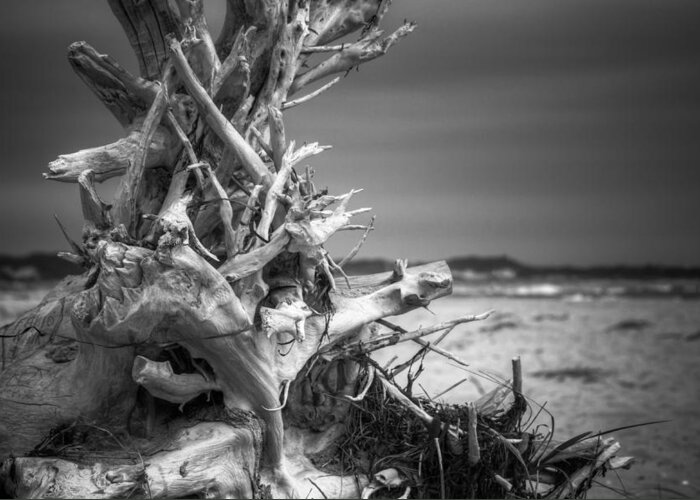 Driftwood Greeting Card featuring the photograph Driftwood at Race Point by Brian Caldwell