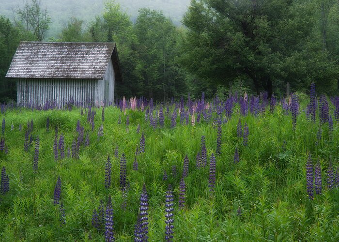Lupine Greeting Card featuring the photograph Drizzly Afternoon by Darylann Leonard Photography