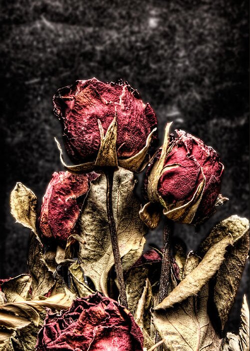 Dry Roses Greeting Card featuring the photograph Dry Roses In Black by Weston Westmoreland