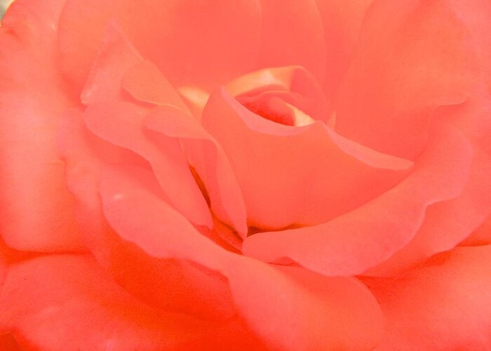 Menlo Park Greeting Card featuring the photograph Pink Rose Blush 001 by Michael J Genevro