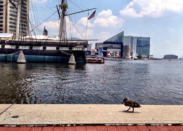 Baltimore Greeting Card featuring the photograph Duck on the Water by Chris Montcalmo