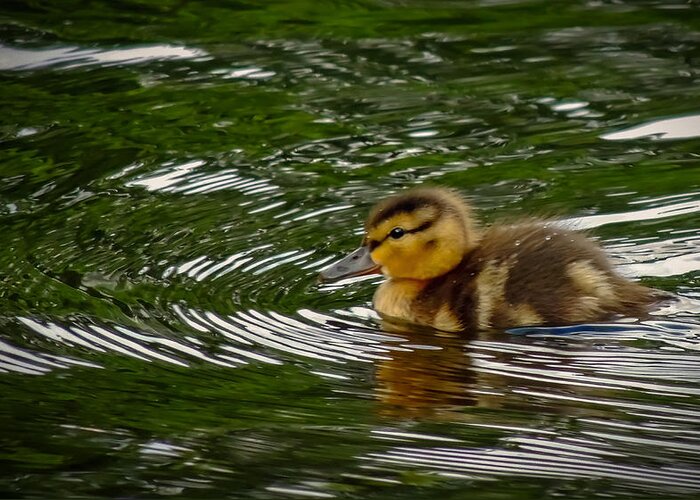 Nature Greeting Card featuring the photograph Duckling by Robert Mitchell