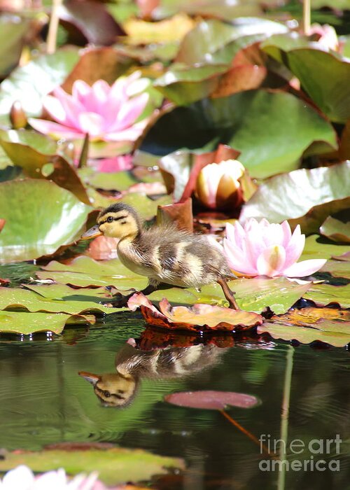 Ducklings Greeting Card featuring the photograph Duckling running over the Water Lilies 2 by Amanda Mohler