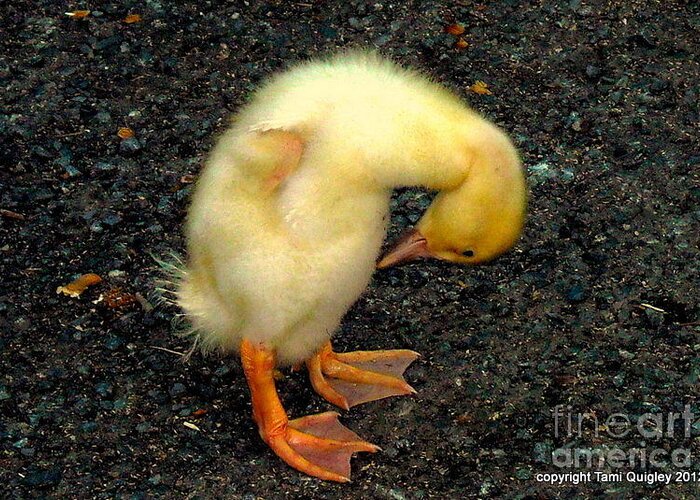 Duckling Greeting Card featuring the photograph Duckling Takes A Bow by Tami Quigley