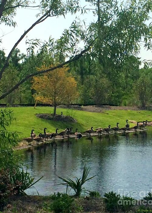 Art Greeting Card featuring the photograph Ducks in a Row by Shelia Kempf