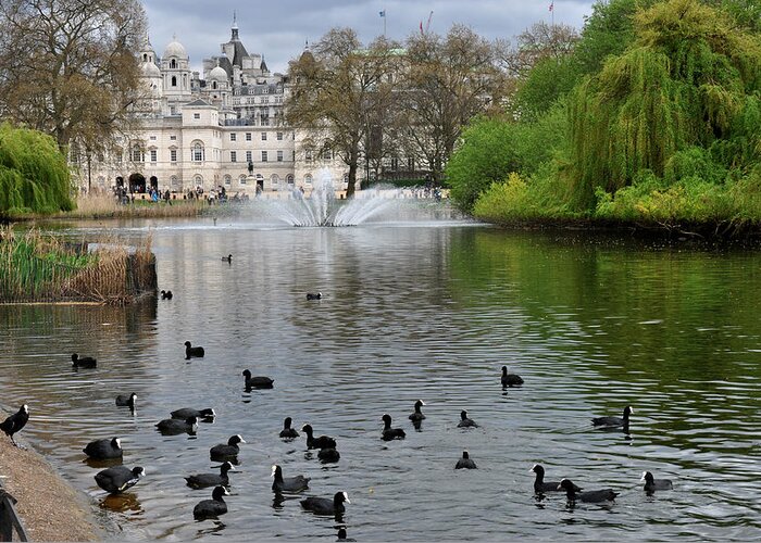 London Greeting Card featuring the photograph Ducks in St. James Park London by Diane Lent