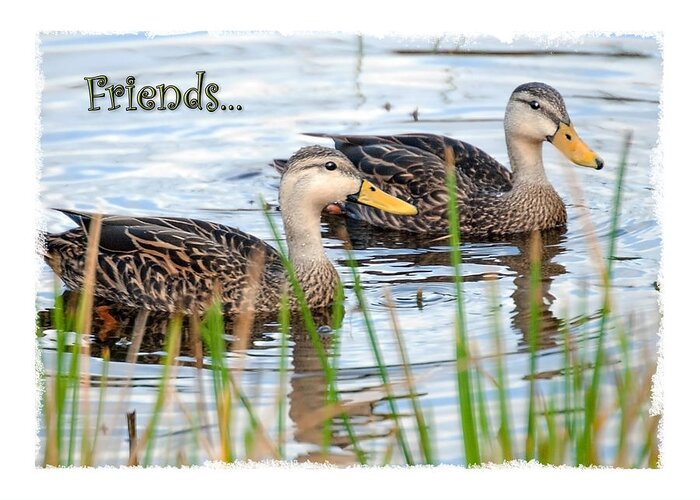Card Greeting Card featuring the photograph Ducks by Mark Baker