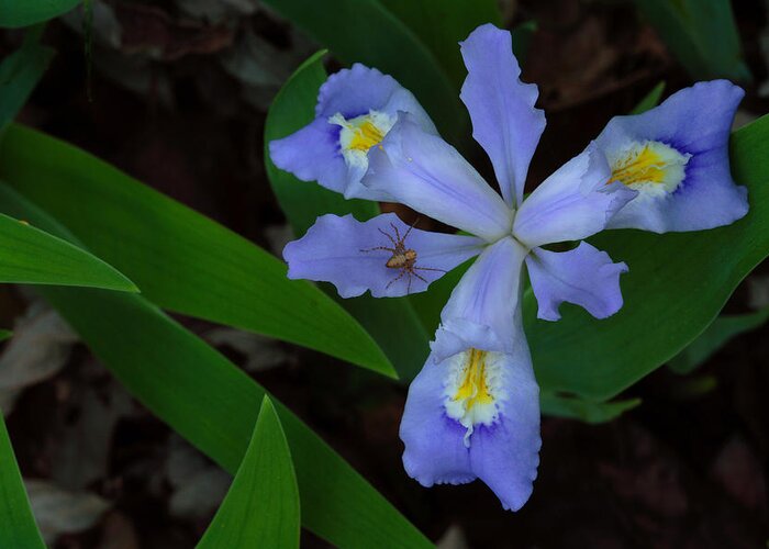 Dwarf Crested Iris With Spider Greeting Card featuring the photograph Dwarf Crested Iris With Spider by Daniel Reed