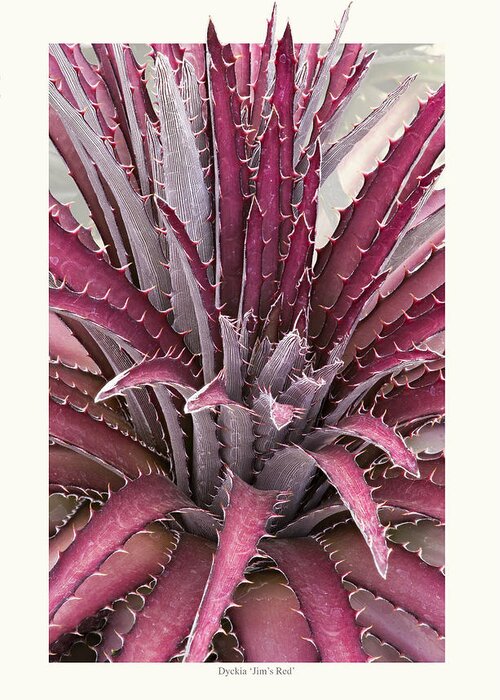 Succulents Greeting Card featuring the photograph Dyckia 'Jim's Red' by Saxon Holt