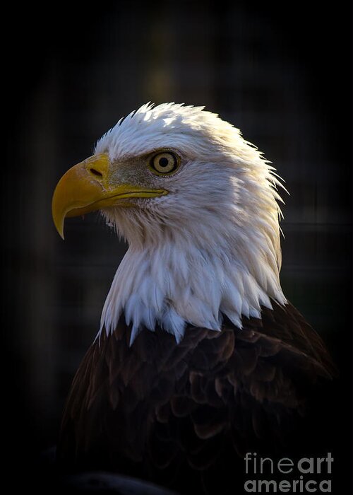 Eagles Greeting Card featuring the photograph Eagle 1 by Jim McCain