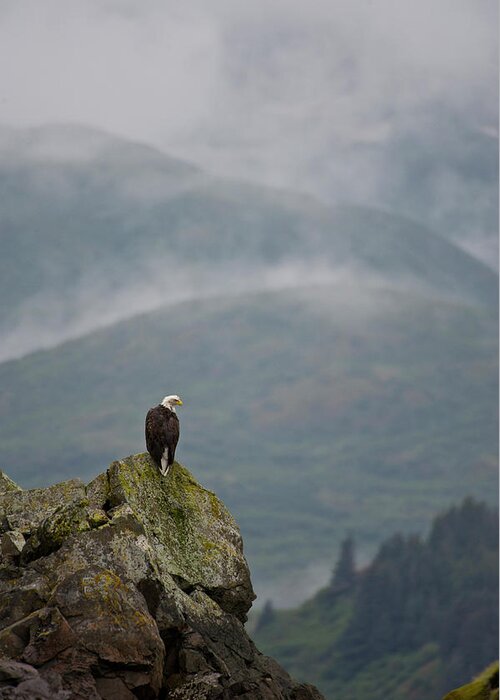 Scenics Greeting Card featuring the photograph Eagle by Enrique R. Aguirre Aves