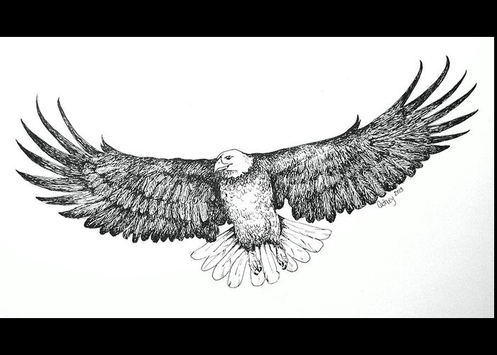 Bird Greeting Card featuring the drawing Eagle In Flight by Catherine Howley