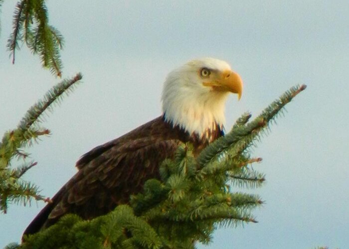 Landscape Greeting Card featuring the photograph Eagle in Tree by Gallery Of Hope 