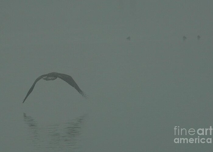Eagle Greeting Card featuring the photograph Eagle into the Mist by Rod Wiens
