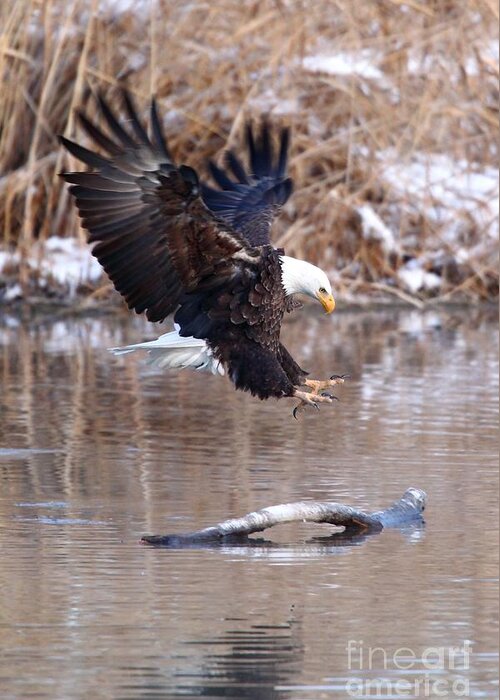 Eagles Greeting Card featuring the photograph Eagle Landing by Bill Singleton