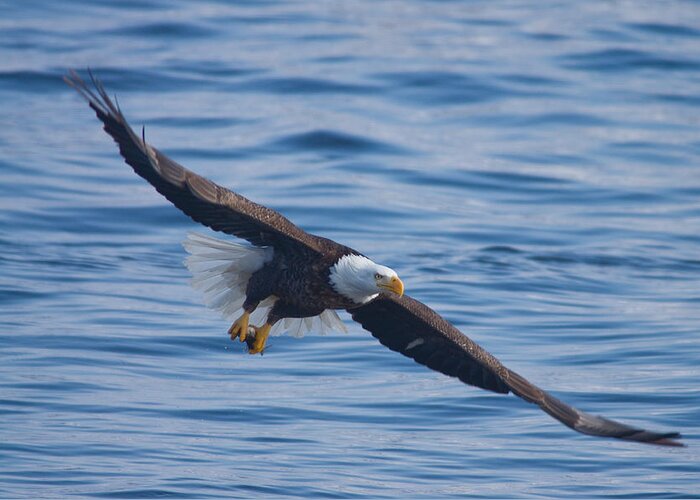 Eagle Greeting Card featuring the photograph Eagle Soaring by Larry Bohlin