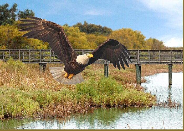 Birds Greeting Card featuring the photograph Eagle Soaring Through The Wetlands by Kathy Baccari