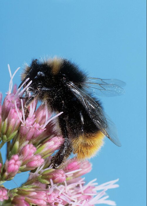 Early Bumble Bee Greeting Card featuring the photograph Early Bumble Bee by M F Merlet/science Photo Library