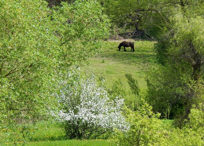 Spring Greeting Card featuring the photograph Early Grazing by Wild Thing