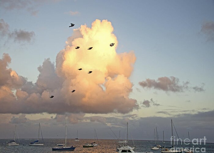 Birds Greeting Card featuring the photograph Early Morning Flight by Joan McArthur