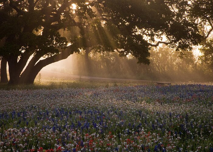 Bluebonnet Greeting Card featuring the photograph Early Morning Rays by Eggers Photography
