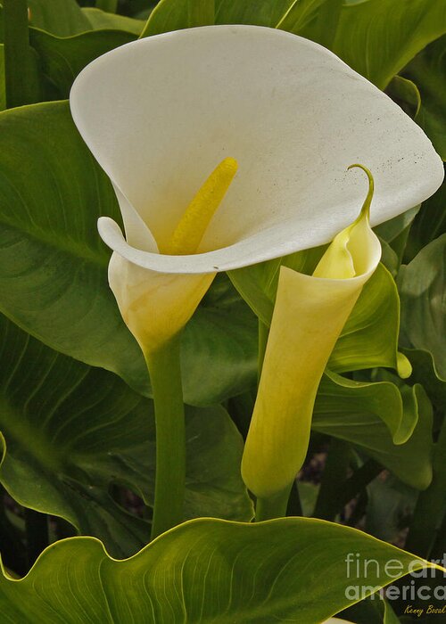 Lily Greeting Card featuring the photograph Easter Lilly-New and Old by Kenny Bosak