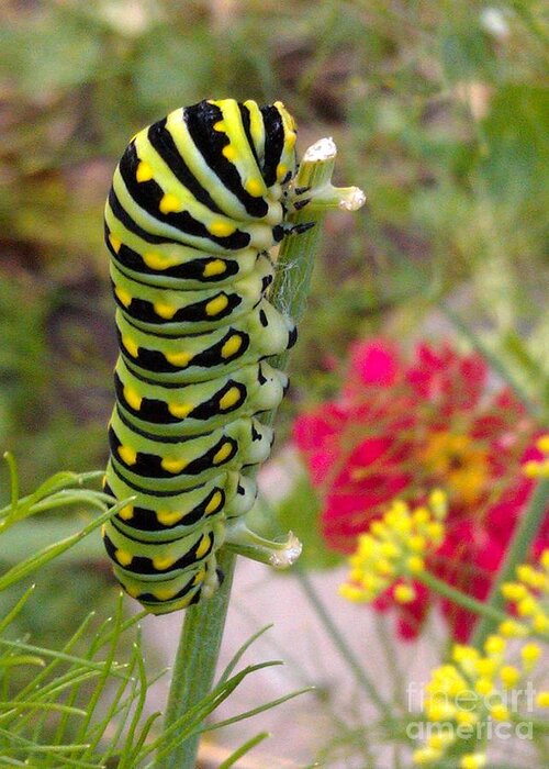 Eastern Black Swallowtail Caterpillar Greeting Card featuring the photograph Eastern Black Swallowtail Caterpillar on Fennel by Anna Lisa Yoder
