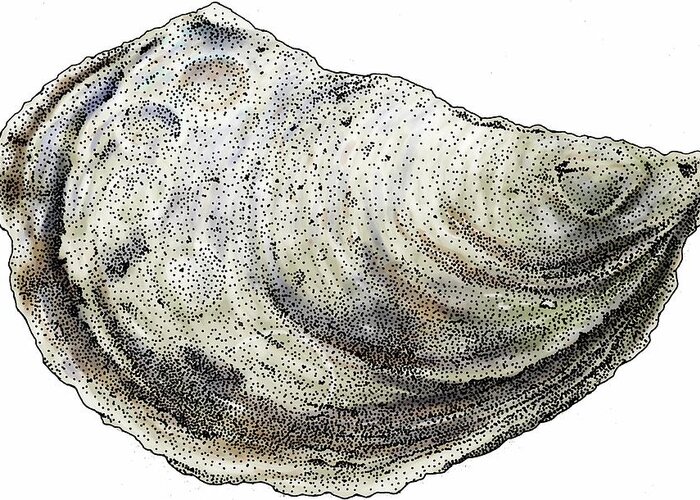 Eastern Oyster Greeting Card featuring the photograph Eastern Oyster by Roger Hall