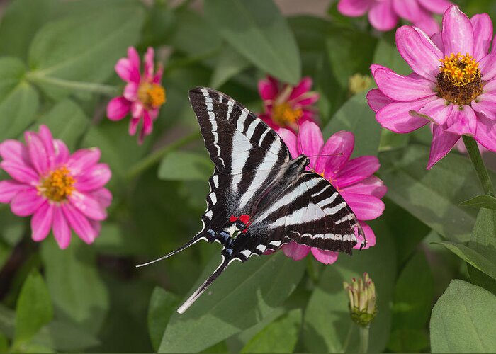 Eastern Greeting Card featuring the photograph Eastern Tiger Swallowtail Butterfly by Jack Nevitt