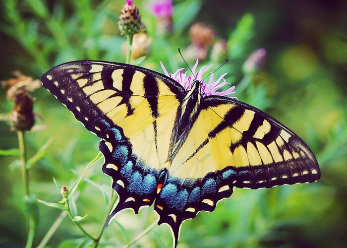 Butterfly Greeting Card featuring the photograph Eastern Tiger Swallowtail by Kerri Farley