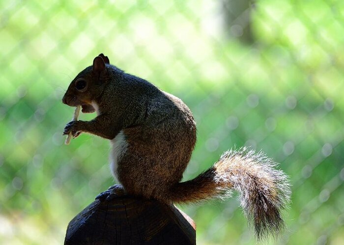 Wildlife Greeting Card featuring the photograph Eating Squirrel by Richard Zentner