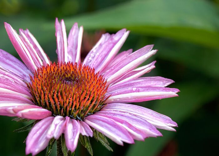 Cone Flower Greeting Card featuring the photograph Echinacea by Bill Wakeley