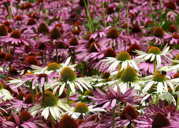 Echinacea Greeting Card featuring the photograph Echinacea by Evelyn Tambour